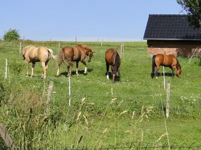 Ferienhaus für 9 Personen (100 m²) in Gersfeld 3/10