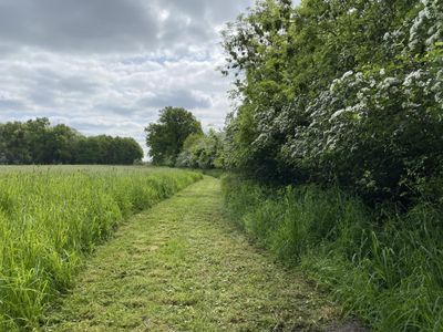 Weg zum Wald