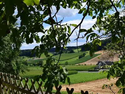 Zwetschkenbäume als Beschattung