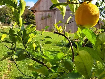 Ferienhaus für 4 Personen (80 m²) in Gnas 9/10