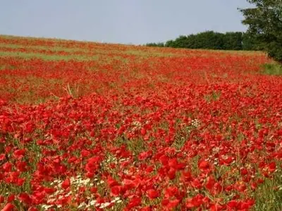 Ferienhaus für 4 Personen in Glowe 7/10