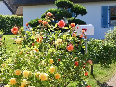 Ferienhaus für 6 Personen (100 m²) in Glowe 5/10