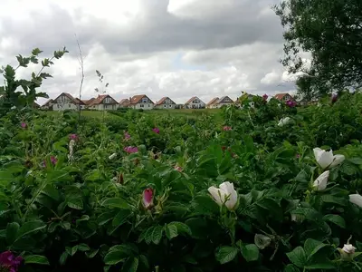 Ferienhaus für 8 Personen (110 m²) in Glücksburg 8/10