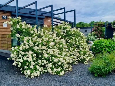 Ferienhaus für 4 Personen (60 m²) in Goch 1/10