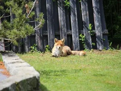 Ferienhaus für 20 Personen (400 m²) in Goslar-Hahnenklee 5/10