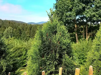 Ferienhaus für 4 Personen (80 m²) in Grafenau 6/10