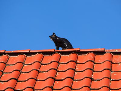 Katze.Dach4