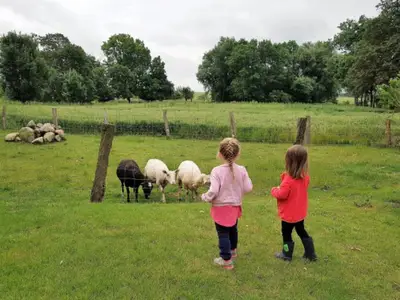 Hier werden Schafe gefüttert
