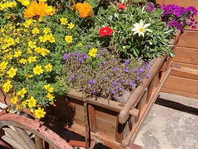 Blumen schmücken unsere Wohlfühl-Oase