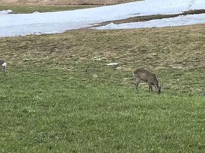Auch Wildtiere fehlen nicht
