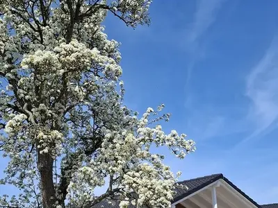 Ferienhaus für 4 Personen (51 m²) in Grömitz 1/10