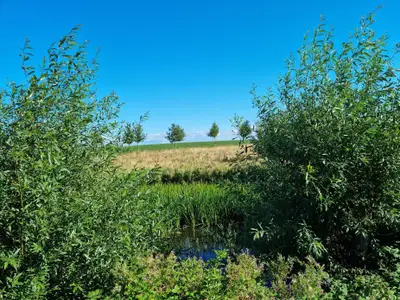 Direkte Umgebung des Objekts. Blick zum Teich