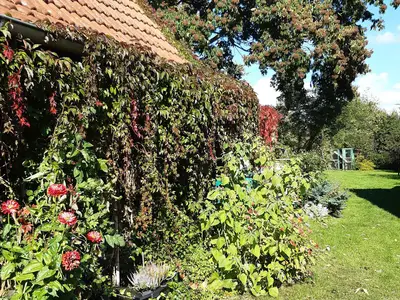 Ferienhaus für 4 Personen (65 m²) in Gustow 6/10