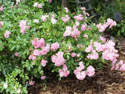Gartenansicht3