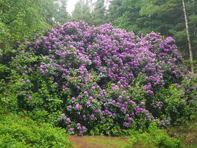 Ollsen - 100 jähriger Rhododendron