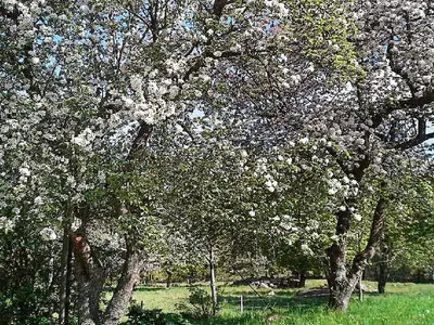 Outdoor
