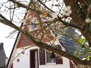 Ferienhaus für 4 Personen (50 m²) in Harlesiel