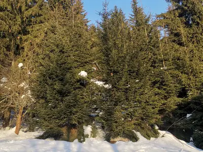 Ferienhaus für 12 Personen (100 m²) in Harrachov (Semily) 8/10