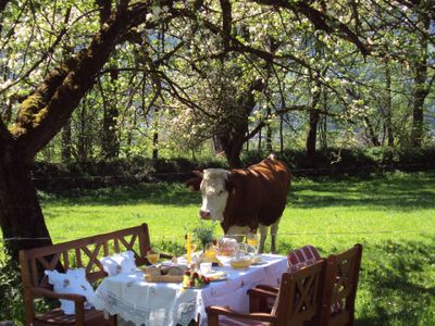 Garten. Frühstückstisch mit neugierigen Beobachter