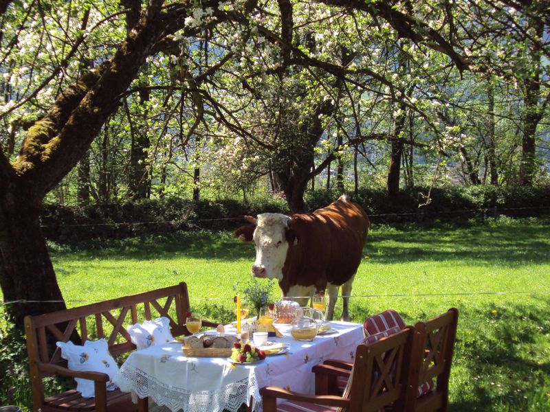 23519913-Ferienhaus-7-Hart im Zillertal-800x600-2