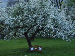 Ausblick aus dem Fenster. Apfelbaum in voller Blütenpracht im Mai