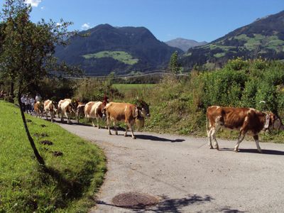 Direkte Umgebung des Objekts. Almabtrieb unterhalb des Ferienhauses im September