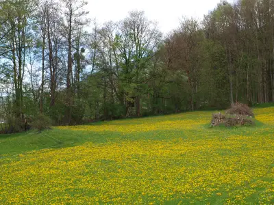 Ausblick aus dem Fenster. Wiese im April