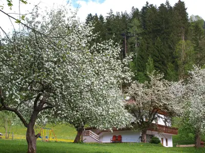 Direkte Umgebung des Objekts. Gartenalage mit Obstbäumen im Mai