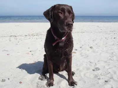 Ferienhaus für 4 Personen (90 m²) in Hasselberg 6/10