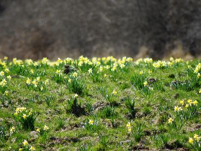 Wilde Narzissenwiese