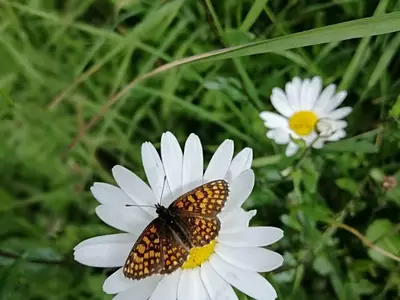 Natur pur...