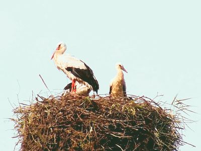 Storchennest