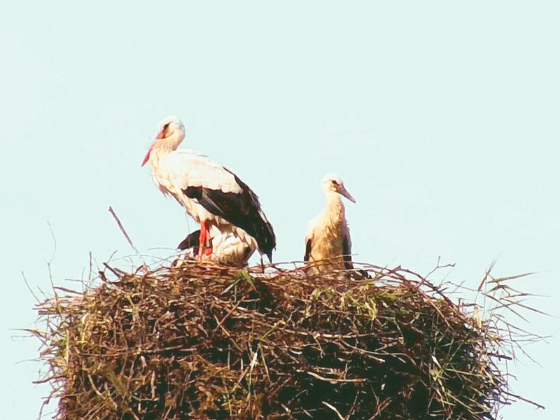 Storchennest