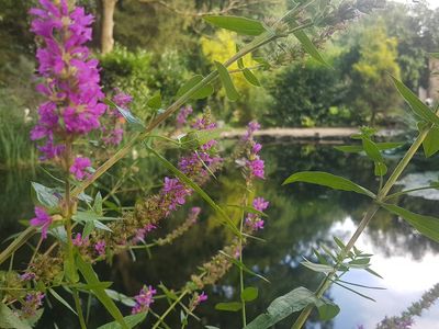 Teich mit Blumen