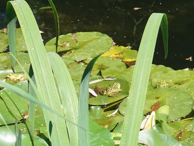 Frosch auf Seerosenblatt