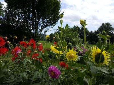 Dahliengarten