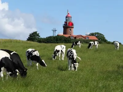 Ferienhaus für 5 Personen (40 m²) in Hohen Niendorf 9/10