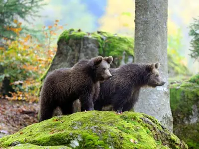 Umgebung Tierfreigel