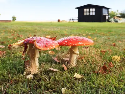 Outdoor