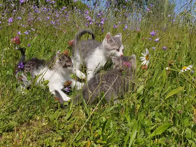 Katzenbabys