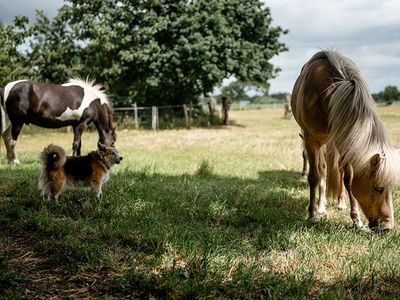 Ferienhaus für 4 Personen in Humptrup 9/10