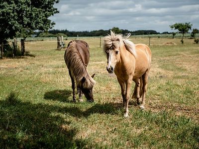 Ferienhaus für 4 Personen in Humptrup 10/10