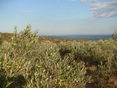 Le champ d'olivier