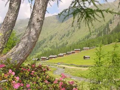 Almdorf Oberstalleralm, Almrosenblüte