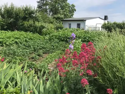 Ferienhaus für 3 Personen (57 m²) in Insel Poel 3/10