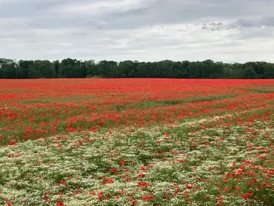 Ferienhaus für 4 Personen (60 m²) in Jabel 2/10