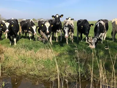 Ferienhaus für 4 Personen (100 m²) in Jemgum 1/10