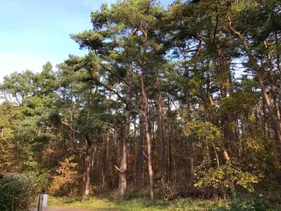 Ferienhaus für 6 Personen (70 m²) in Breege 4/10