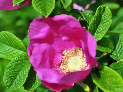 Ferienhaus für 5 Personen (90 m²) in Kampen 4/10