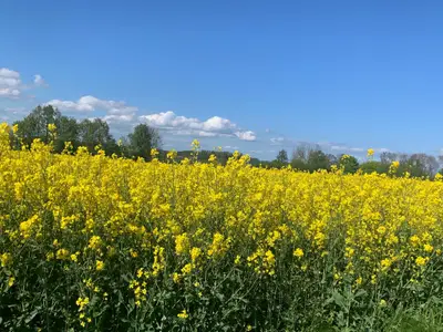 Landschaft